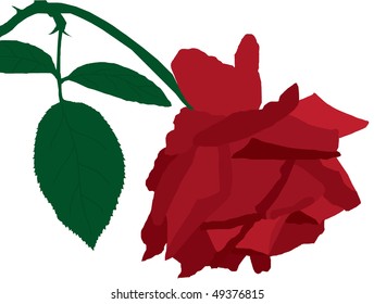 red rose with green leaves
