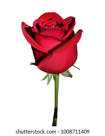red rose with green leaves on a long green stem on a white background
