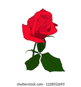 Red Rose. Hand drawn flower of rose isolated on white background. Symbol of love, decoration element for wedding, Valentine's day, print, icon. Sketch style, vector illustration.