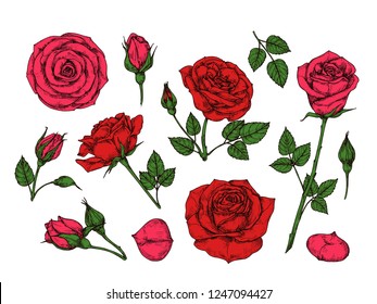 Red rose. Hand drawn roses garden flowers with green leaves, buds and thorns. Cartoon vector isolated collection