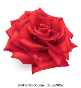 Red Rose.
Hand drawn vector illustration of a red rose, the queen of roses, symbol of love, courage, compassion.