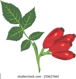 Red rose hips isolated, no background. Vector illustration.