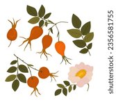red rose hips. useful ripe wild rose hips on a twig with leaves. wild rose flowers