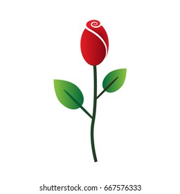 red rose icon on white background