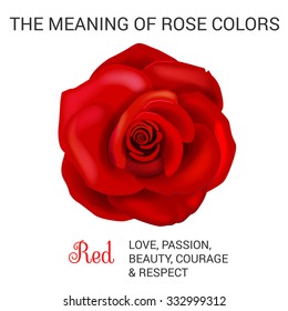 Red  rose infographics, vector illustration isolated on white background