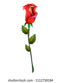 red rose isolated.