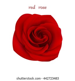 Red Rose. Isolated Flower on a White Background. Mesh Gradient was used. EPS-8.