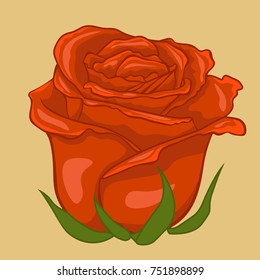 Red rose. Isolated flower on creamy background. Isolated rose flower