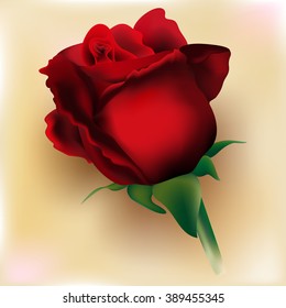 Red Rose isolated on beige background. Valentines Day
