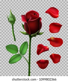 Red rose isolated on a transparent background, floral set, rose petals, rosebud, 3d design. Vector illustration.