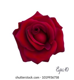 Red Rose isolated on white background close up. Photo-realistic mesh vector illustration.
