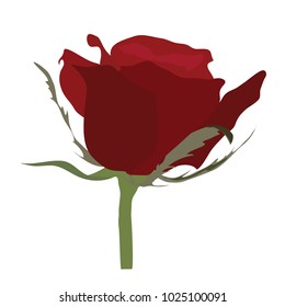 Red rose isolated on white background vector illustration eps 8