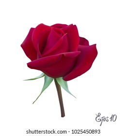Red Rose isolated on white background close up. Photo-realistic mesh vector illustration.
