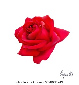 Red Rose isolated on white background close up. Photo-realistic mesh vector illustration.