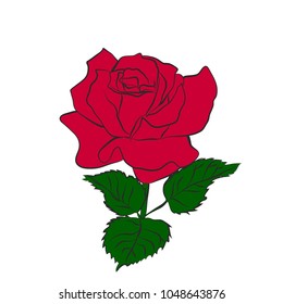 Red rose isolated on white background. Vector illustration.