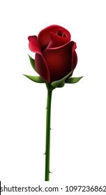 Red rose isolated on white background, 3d design, beautiful flower. Vector illustration.