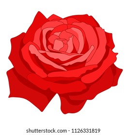 Red rose, isolated on white background. Floral clipart design. Hand drawn vector illustration. 