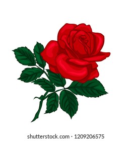 Red rose isolated on white background. Vector illustration.