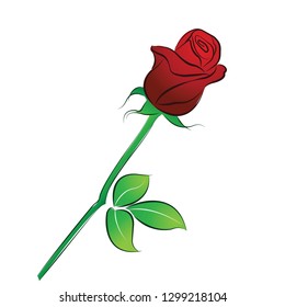 Red rose isolated on the White Blackground.