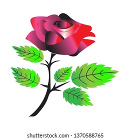 red rose isolated on white background