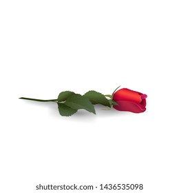 Red rose isolated on white background for your creativity