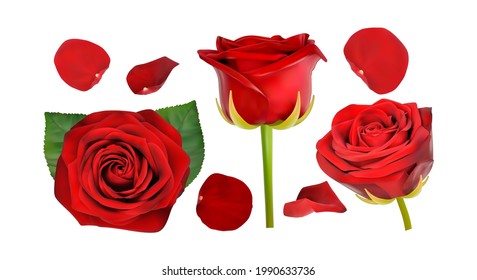 rote Rose einzeln auf weißem Hintergrund, Vektorgrafik