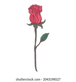 Red rose isolated on white background. Vector illustration. 