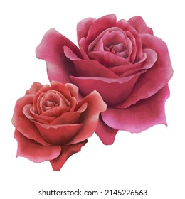  red rose isolated on white background,vector
