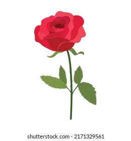 Rosa roja aislada en fondo blanco