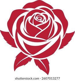red rose isolated on white, Vibrant hybrid tea Rose in Full Bloom Elegant Pink hybrid tea Rose w