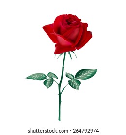 red rose isolated on white background. Vector illustration