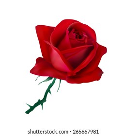 red rose isolated on white background. Vector illustration