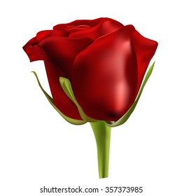 Red rose isolated  on the white background