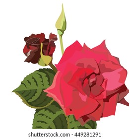 Red Rose isolated on white. Red rose. Vector rose flower for background greeting cards and invitations of the wedding, birthday, Valentine's Day, Mother's Day