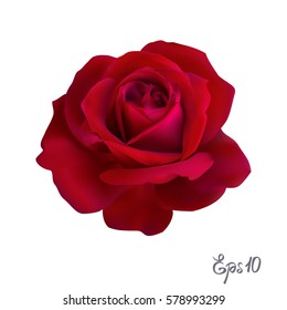 Red Rose isolated on white background close up. Photo-realistic mesh vector illustration.