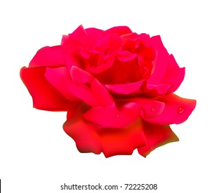 Red rose. Isolated on white background.