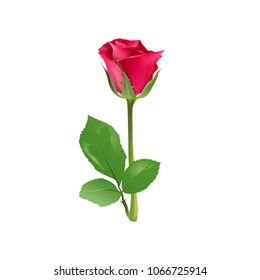 Red Rose isolated over white background, vector illustration