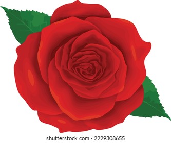 Diseño de ilustraciones vectoriales aisladas de rosa roja