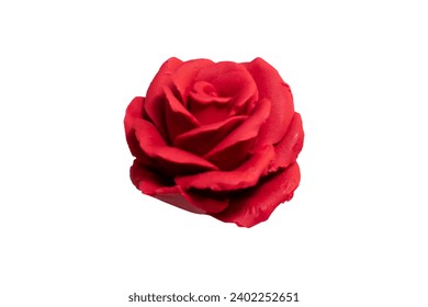 Red Rose Isolated Vector on Clear Background