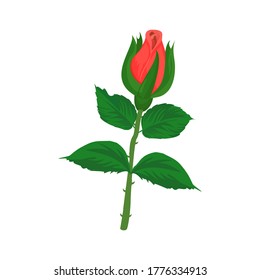 Red rose and leaf design with white background. Illustration vector