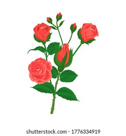 Rote Rose und Blattdesign auf weißem Hintergrund. Illustrationsvektor