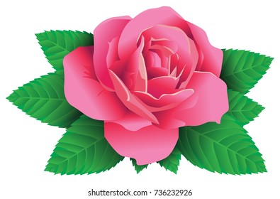 Red Rose with Leaf vector