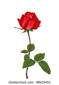 Red rose with leafs isolated on white background. Vector