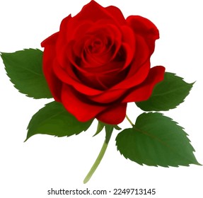 Red Rose with Leaves Detailed Beautiful Hand Drawn Vector Illustration