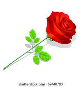 Red rose is lying on white background, isolated