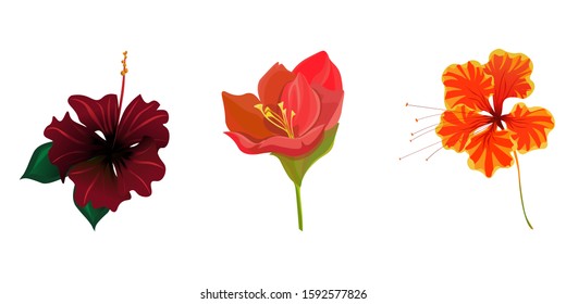Red Rose Mallow. Red Amaryllis. Orange Rose Mallow. Vector illustration. Isolated illustration element. Floral botanical flower. Wild leaf wildflower isolated. Exotic tropical hawaiian jungle.