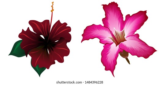 Red Rose Mallow. Pink Adenium. Vector illustration. Isolated illustration element. Floral botanical flower. Wild leaf wildflower isolated. Exotic tropical hawaiian jungle.