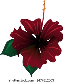 Red Rose Mallow. Vector illustration. Isolated illustration element. Floral botanical flower. Wild leaf wildflower isolated. Exotic tropical hawaiian jungle.