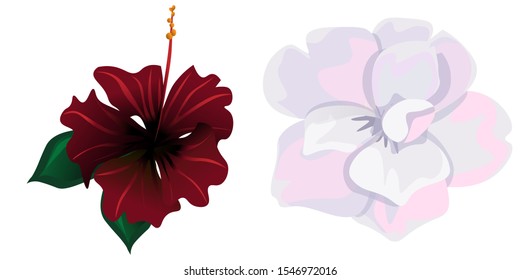 Red Rose Mallow. White Camellia. Vector illustration. Isolated illustration element. Floral botanical flower. Wild leaf wildflower isolated. Exotic tropical hawaiian jungle.