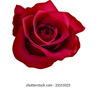 red rose (mesh)